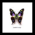 Real butterfly framed Graphium weiskei Bits&Bugs 