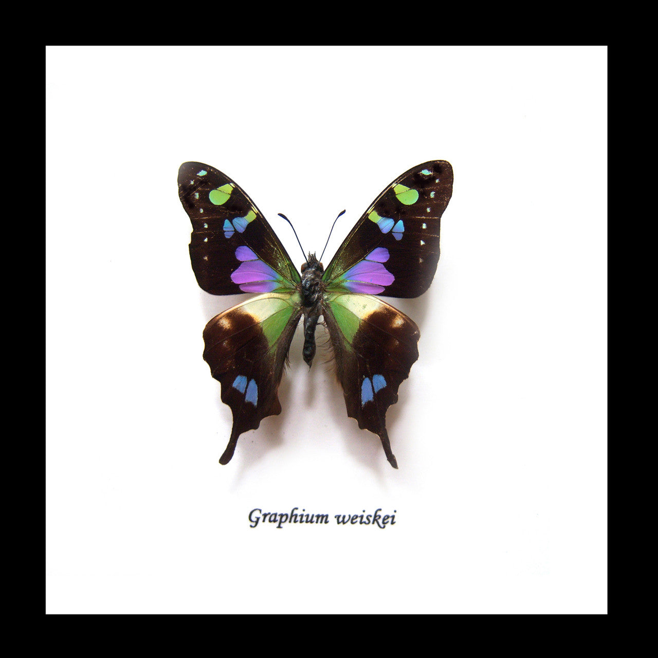 Real butterfly framed Graphium weiskei Bits&Bugs 