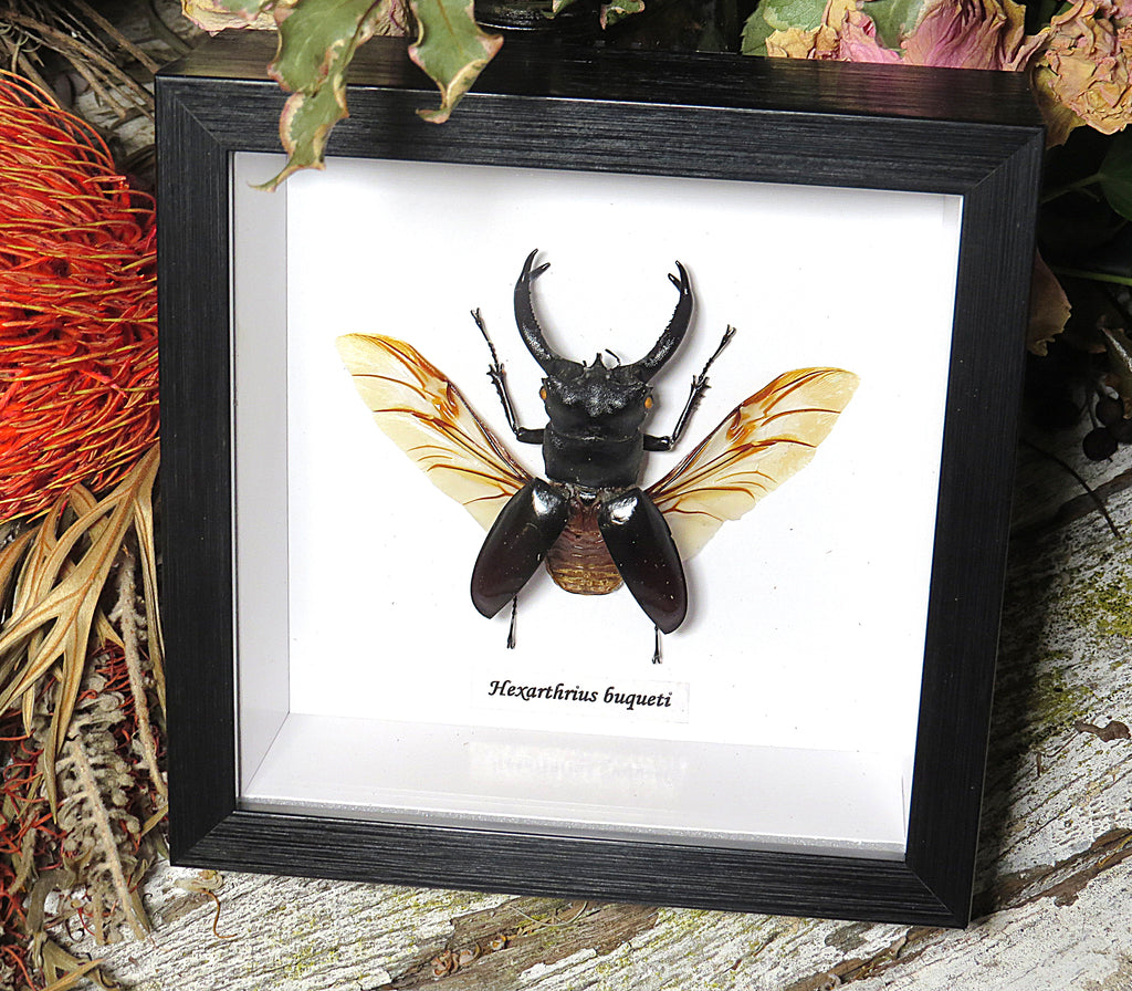 Hexarthrius buqueti