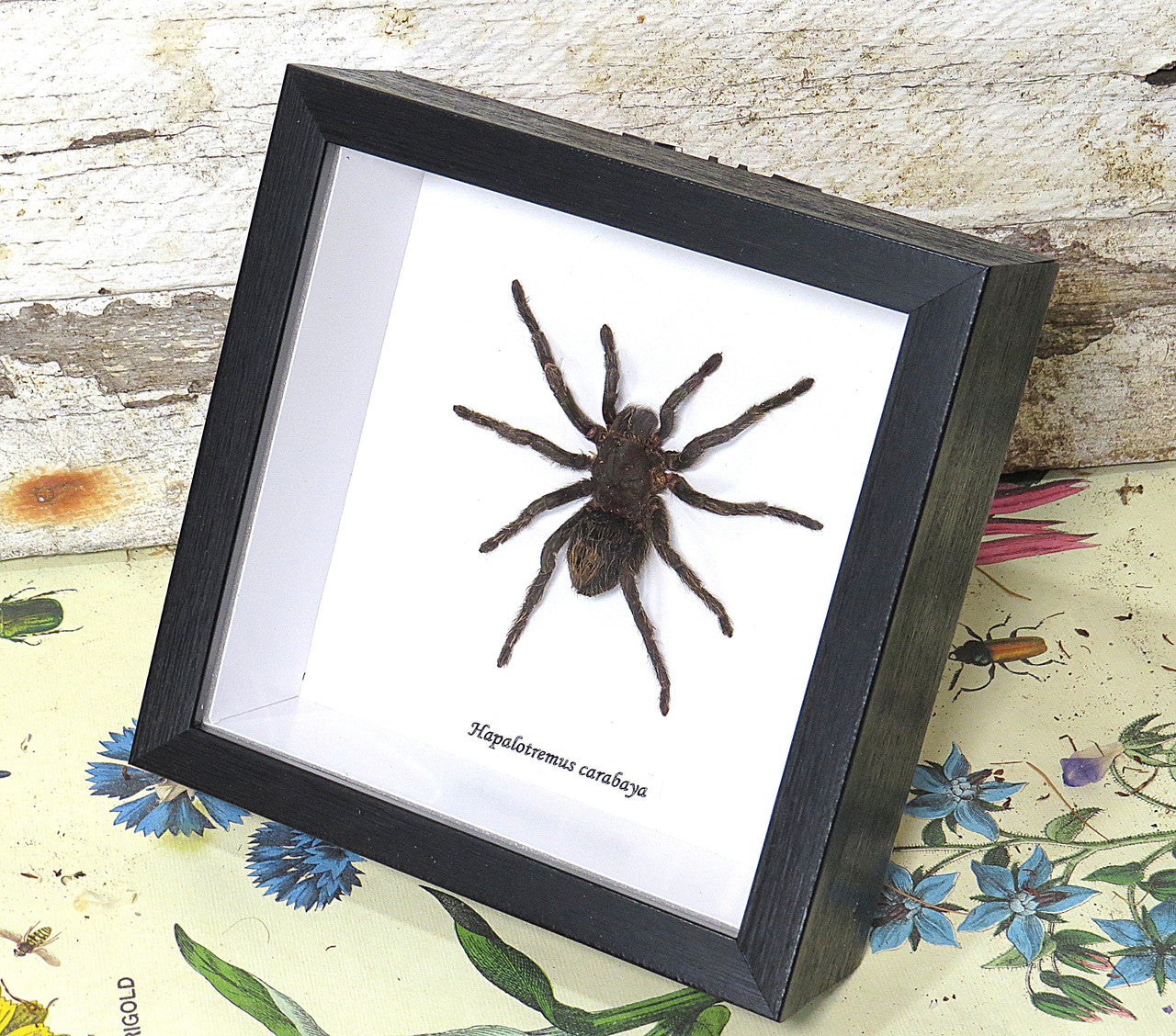 Hapalotremus carabaya