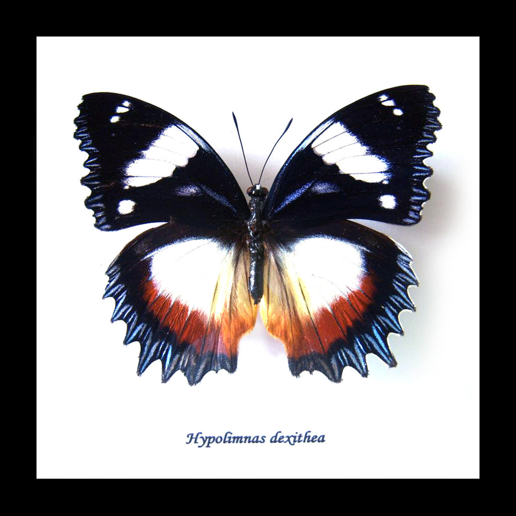 Entomology specimen butterfly Hypolimnas dexithea Bits & Bugs