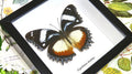 Entomology specimen butterfly Hypolimnas dexithea Bits & Bugs