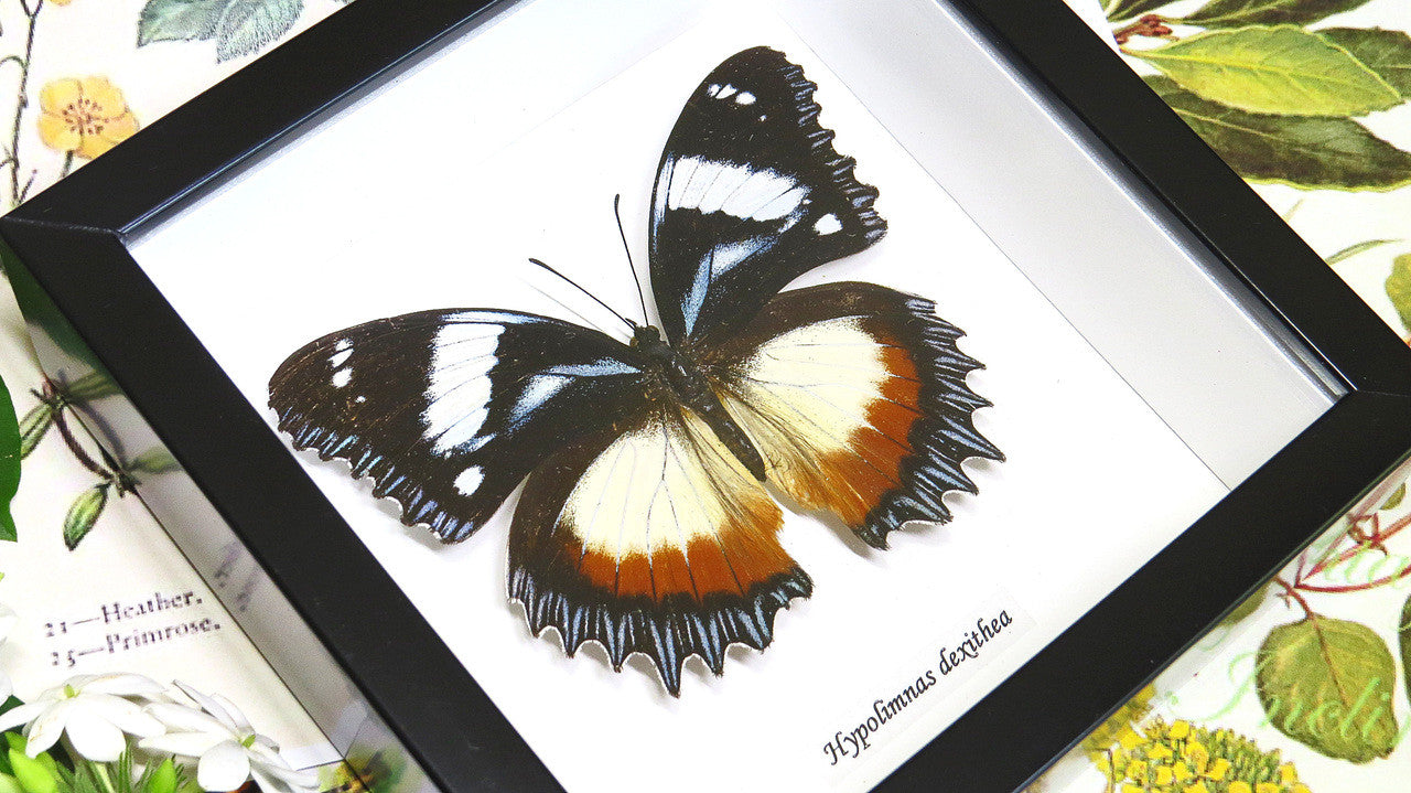 Entomology specimen butterfly Hypolimnas dexithea Bits & Bugs
