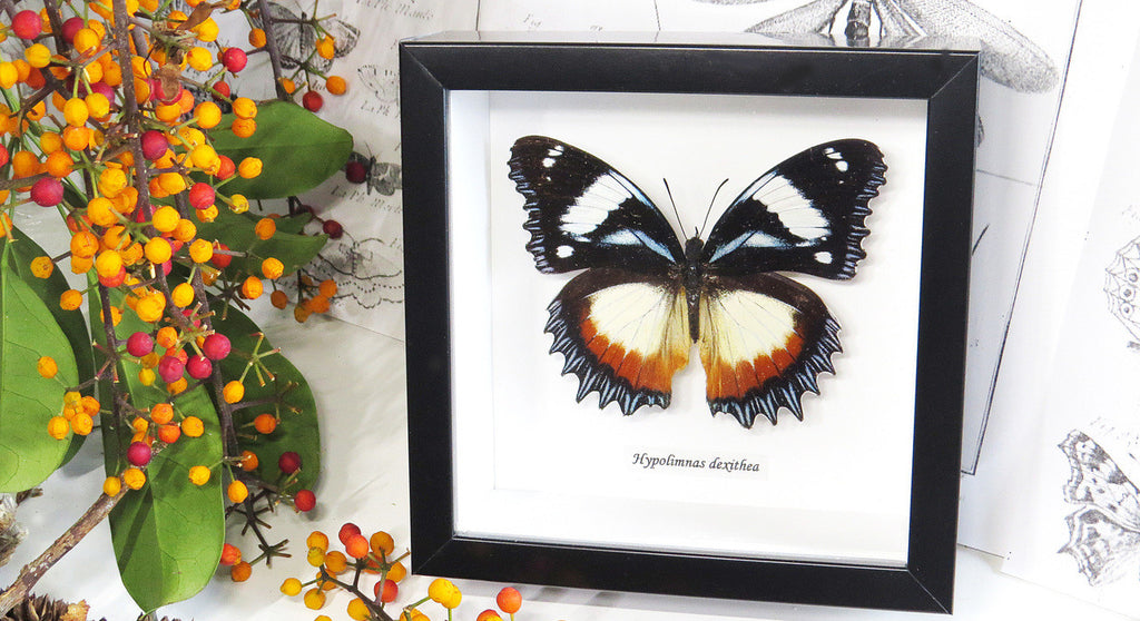 Entomology specimen butterfly Hypolimnas dexithea Bits & Bugs