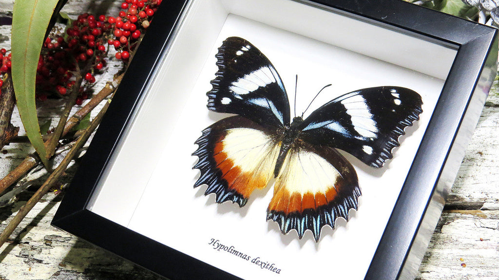Entomology specimen butterfly Hypolimnas dexithea Bits & Bugs