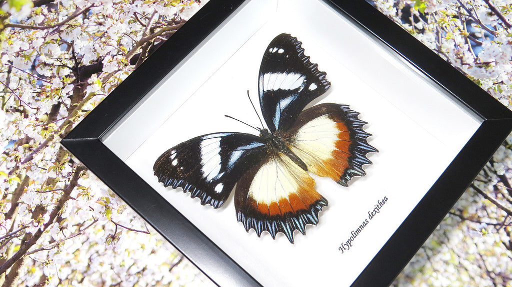 Entomology specimen butterfly Hypolimnas dexithea Bits & Bugs