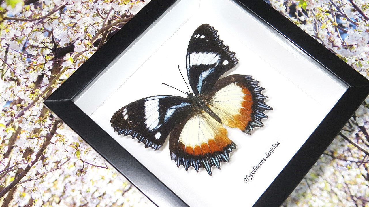 Entomology specimen butterfly Hypolimnas dexithea Bits & Bugs