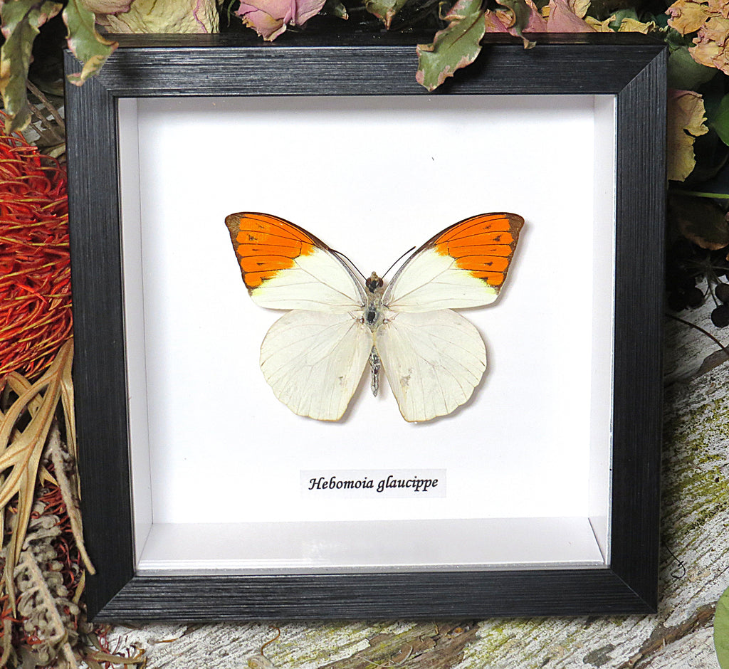 Hebomoia glaucippe # 5 ( special )