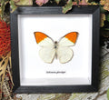Hebomoia glaucippe # 5 ( special )