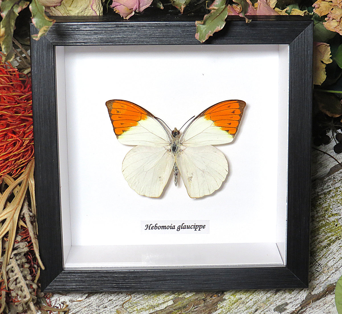 Hebomoia glaucippe # 5 ( special )