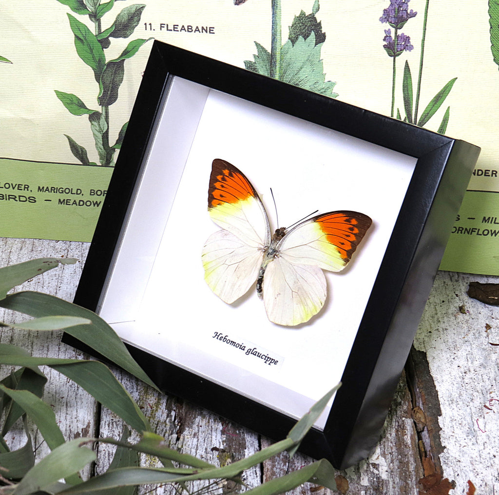 Hebomoia glaucippe