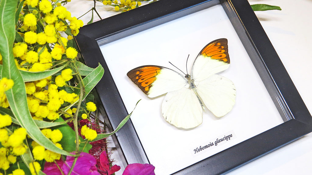 Framed butterflies Hebomoia glaucippe Bits and Bugs