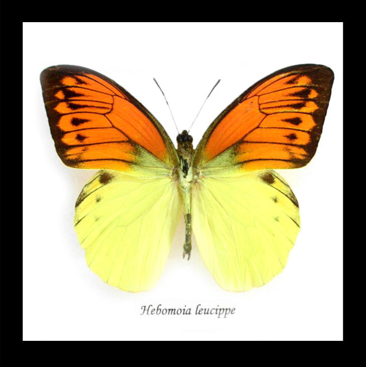 Butterfly in frame Hebomoia leucippe Bits & Bugs 