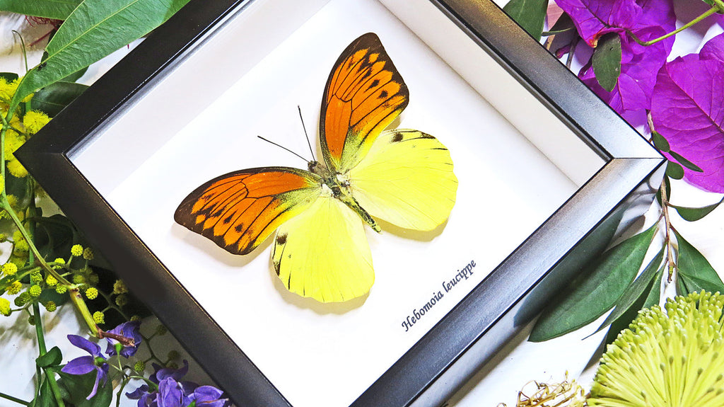 Butterfly in frame Hebomoia leucippe Bits & Bugs 