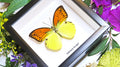 Butterfly in frame Hebomoia leucippe Bits & Bugs 