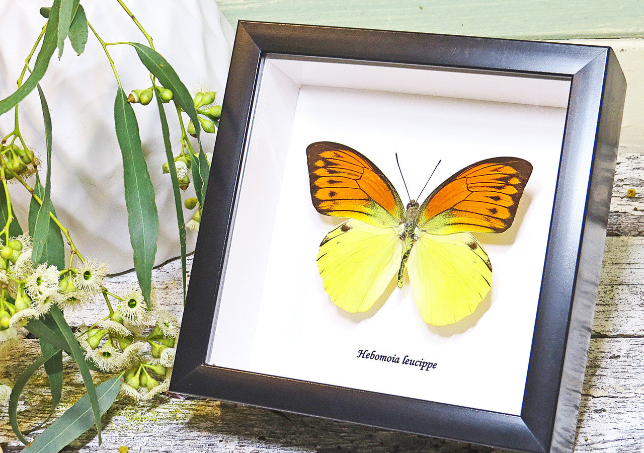 Butterfly in frame Hebomoia leucippe Bits & Bugs 
