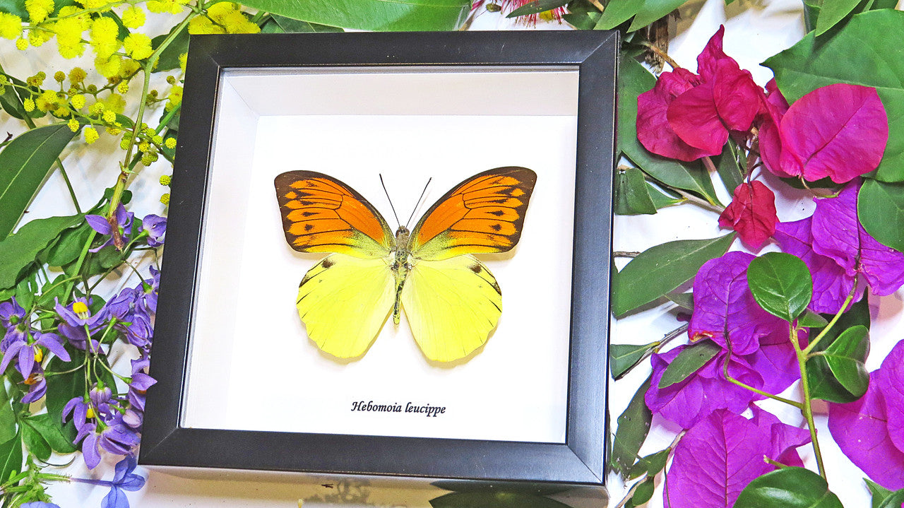 Butterfly in frame Hebomoia leucippe Bits & Bugs 