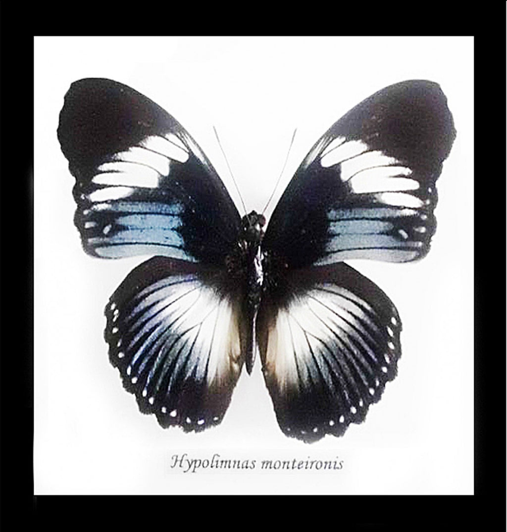 Real butterfly Hypolimnas monteironis Bits&Bugs 
