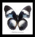 Real butterfly Hypolimnas monteironis Bits&Bugs 
