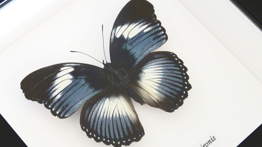 Real butterfly Hypolimnas monteironis Bits&Bugs 