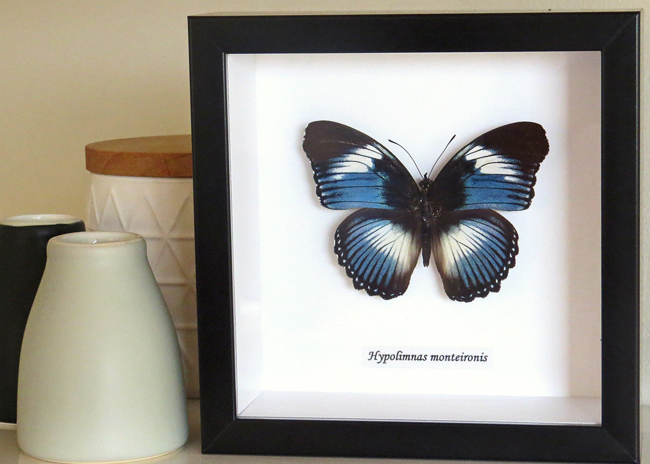 Real butterfly Hypolimnas monteironis Bits&Bugs 