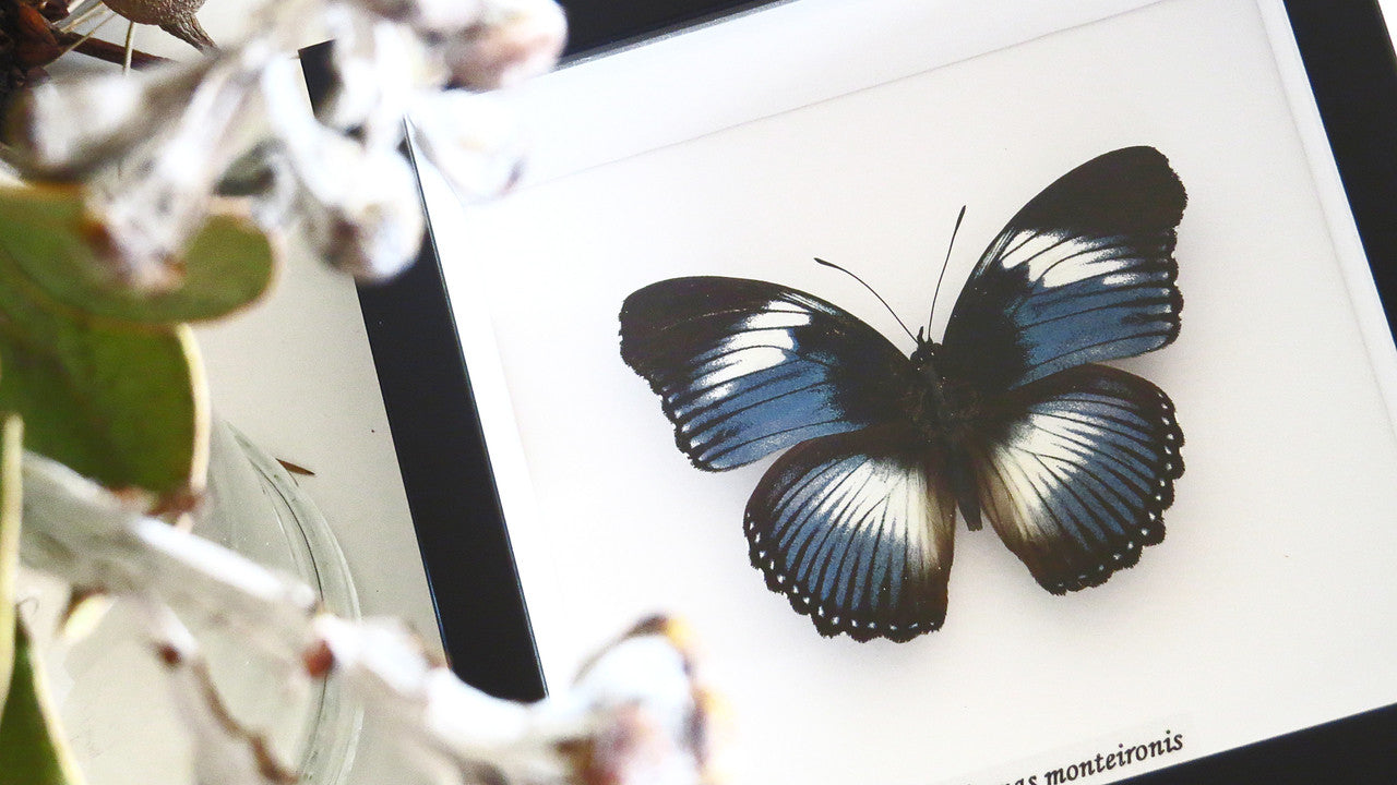 Real butterfly Hypolimnas monteironis Bits&Bugs