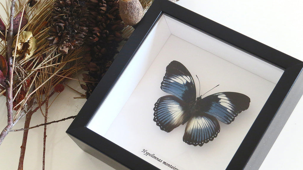 Real butterfly Hypolimnas monteironis Bits&Bugs 