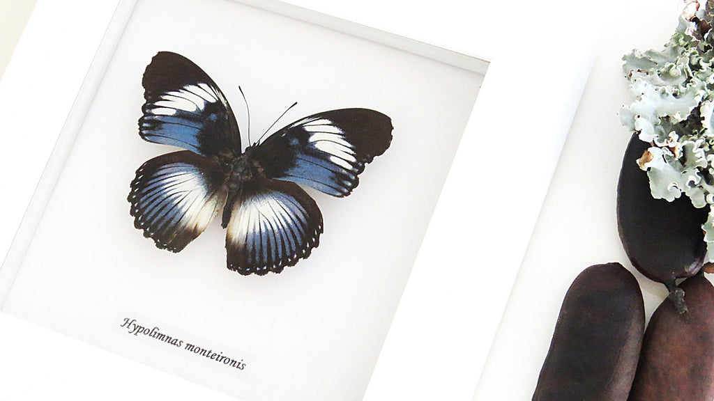 Real butterfly Hypolimnas monteironis Bits&Bugs 