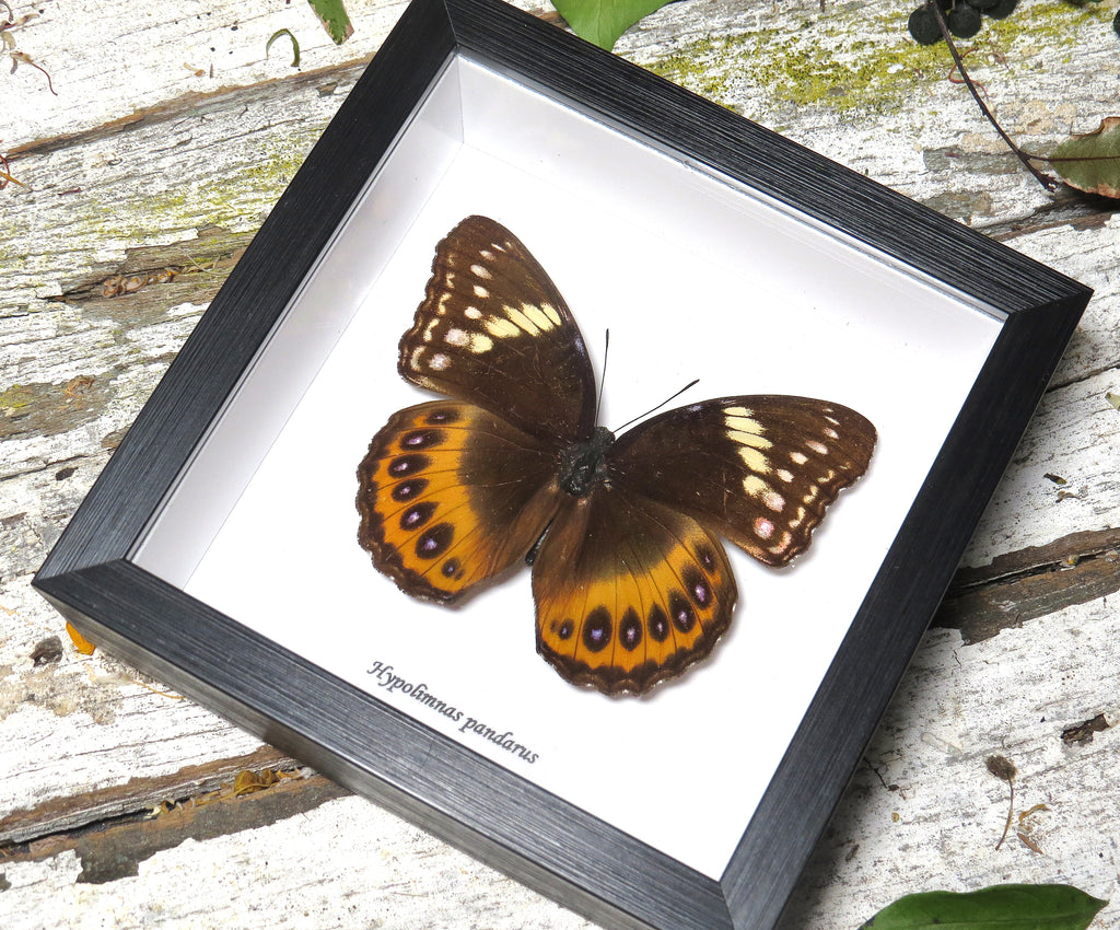 Hypolimnas pandarus Female