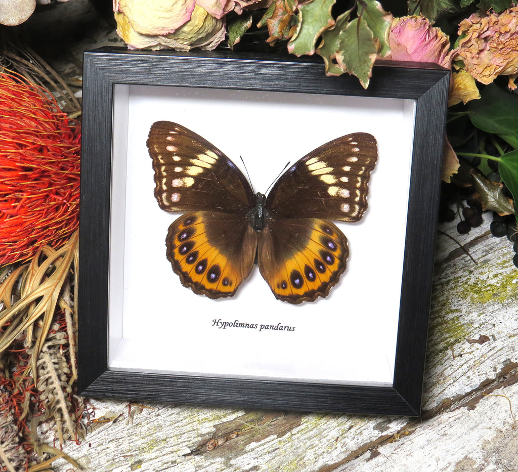 Hypolimnas pandarus Female