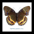 Butterflies in frame Hypolimnas pandarus Bits and Bugs