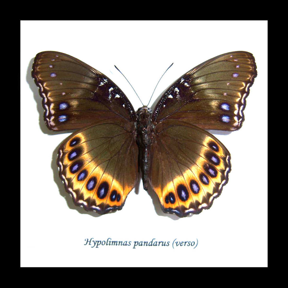 Butterflies in frame Hypolimnas pandarus Bits and Bugs