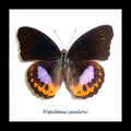 Hypolimnas pandarus viso