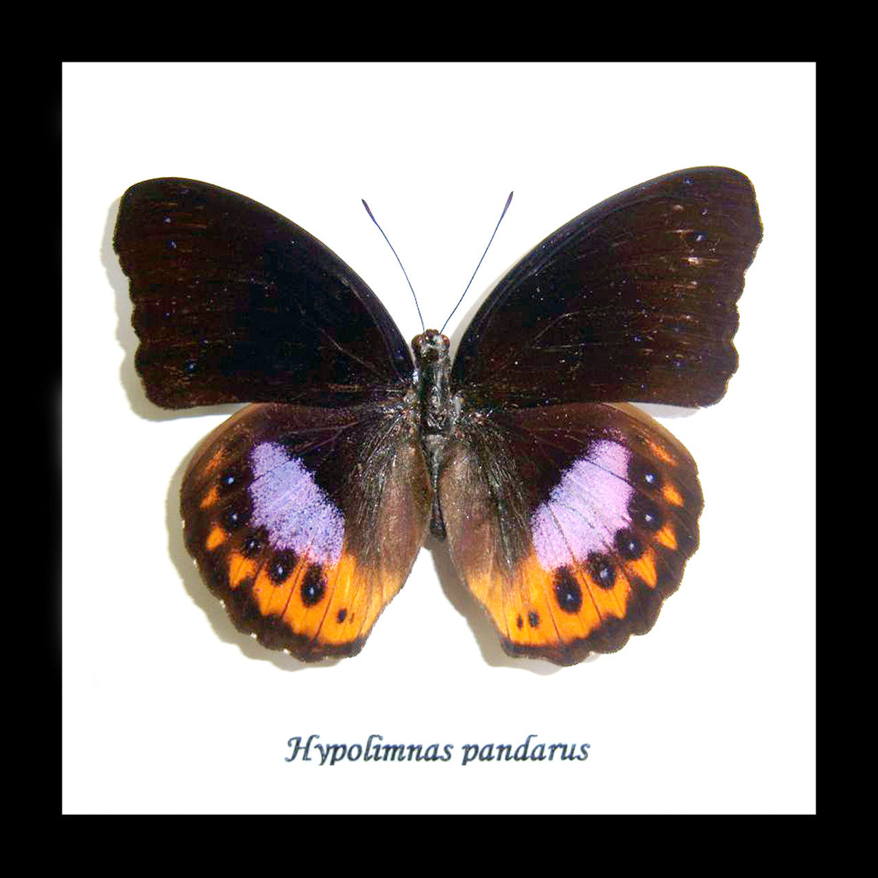 Hypolimnas pandarus viso