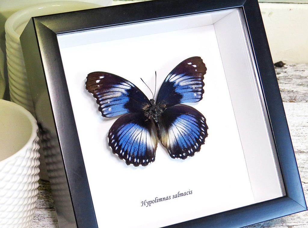 Framed butterfly Hypolimnas salamacis Bits&Bugs 