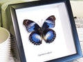 Framed butterfly Hypolimnas salamacis Bits&Bugs 