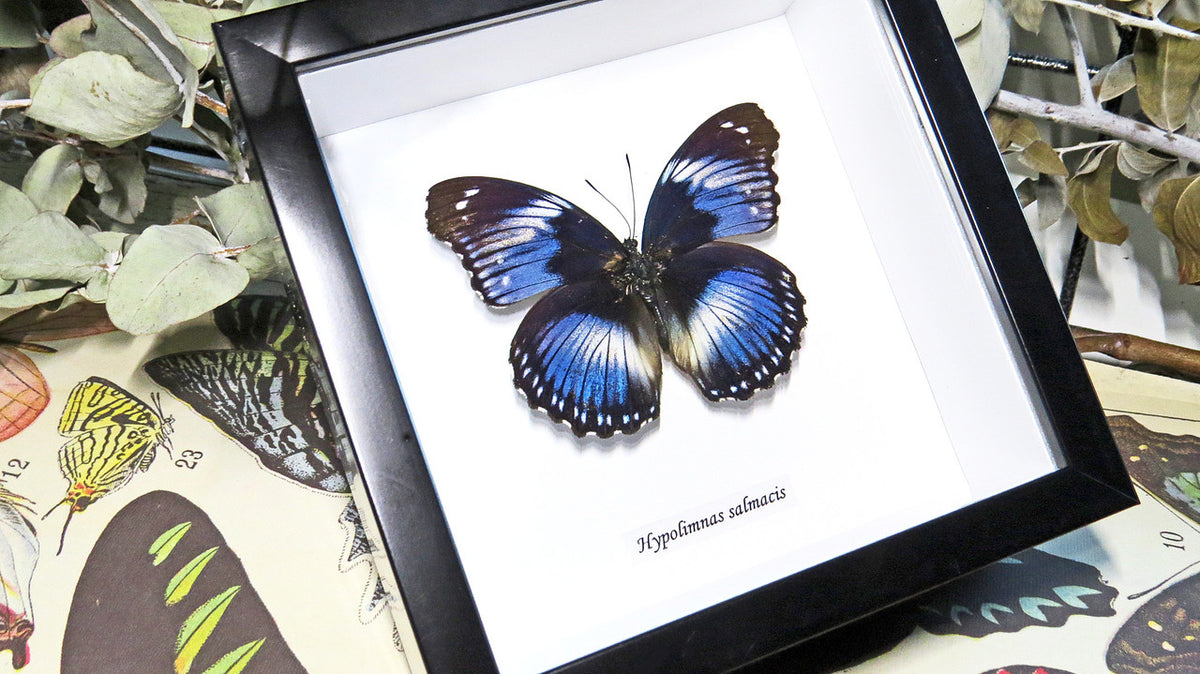 Framed butterfly Hypolimnas salamacis Bits&Bugs 