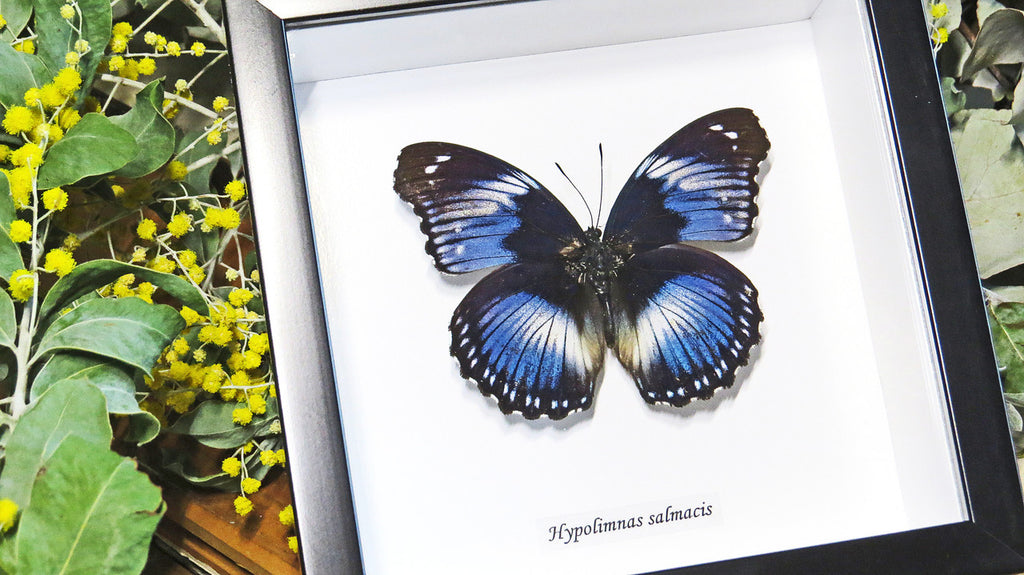 Framed butterfly Hypolimnas salamacis Bits&Bugs 