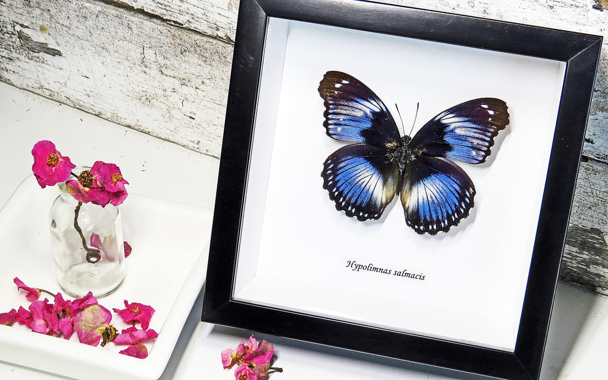 Framed butterfly Hypolimnas salamacis Bits&Bugs 