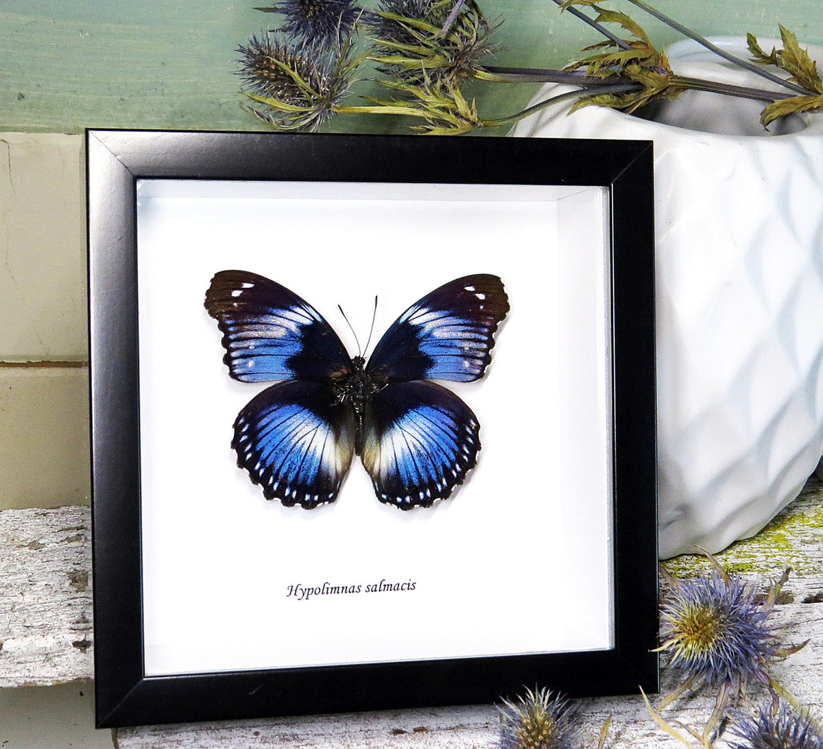 Framed butterfly Hypolimnas salamacis Bits&Bugs 