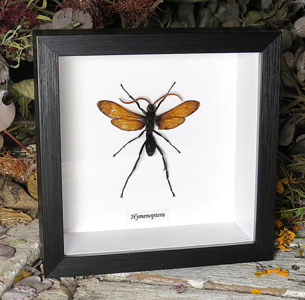 Hymenoptera wasp 