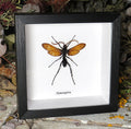 Hymenoptera wasp 
