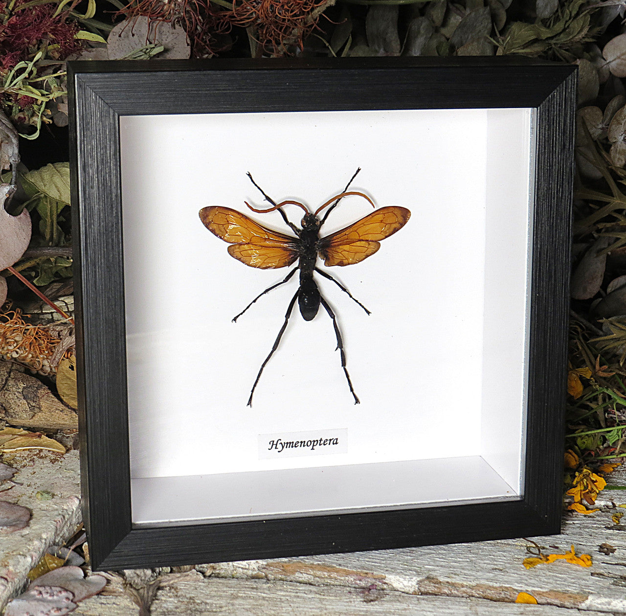 Hymenoptera wasp 