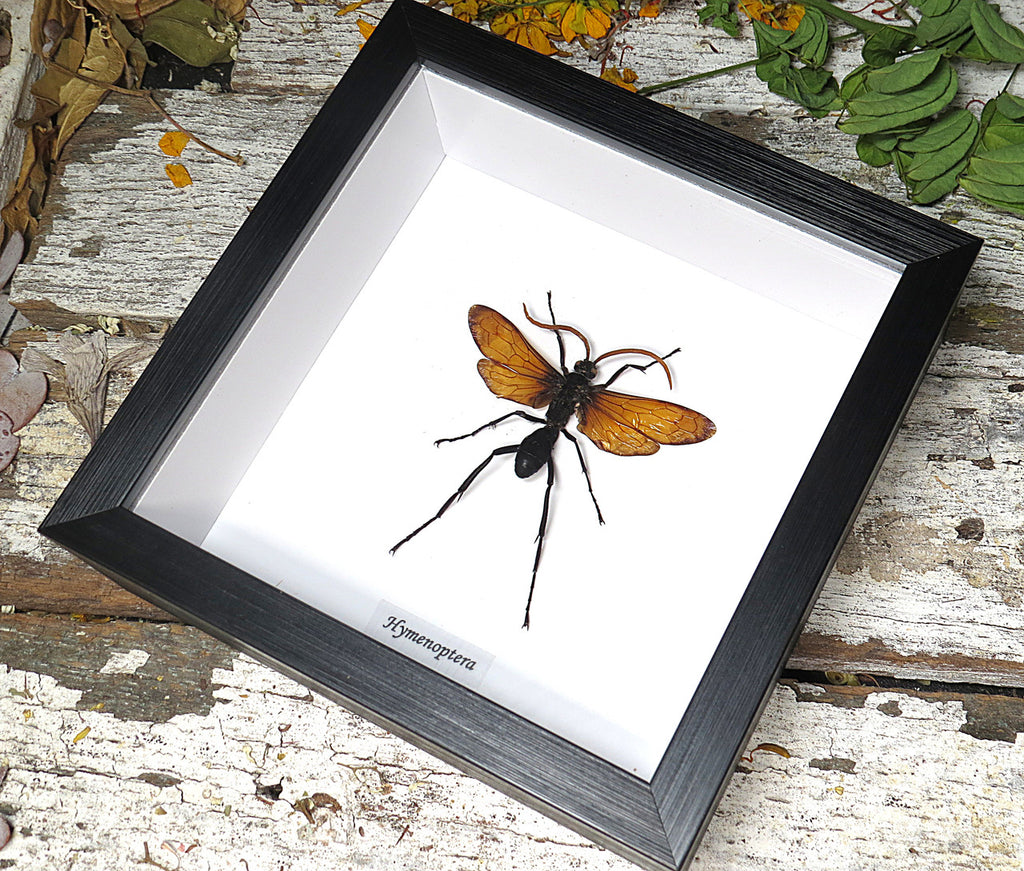 Hymenoptera wasp 