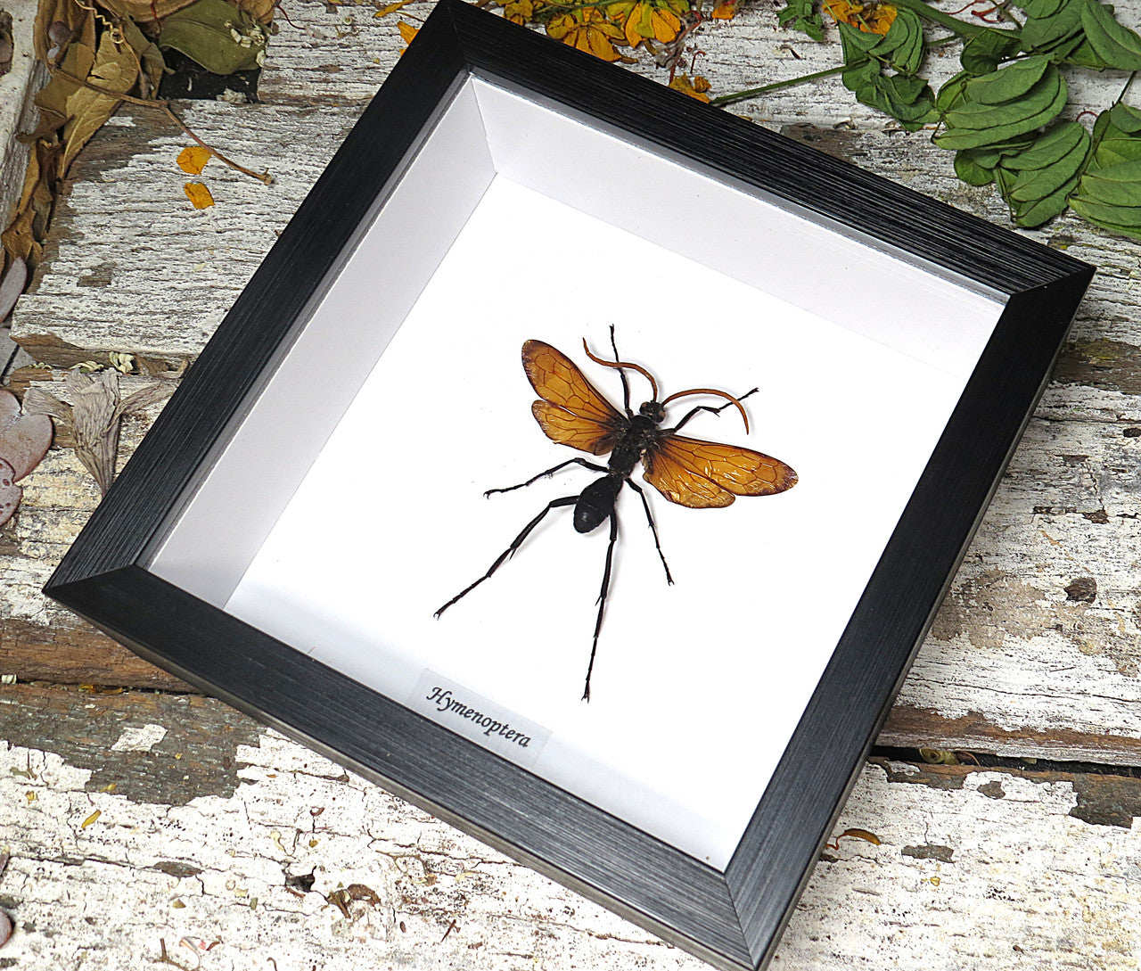 Hymenoptera wasp 