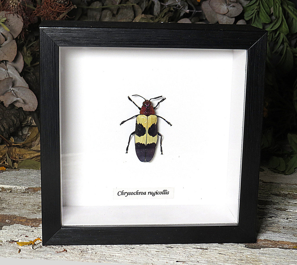  Chrysochroa rugicollis 