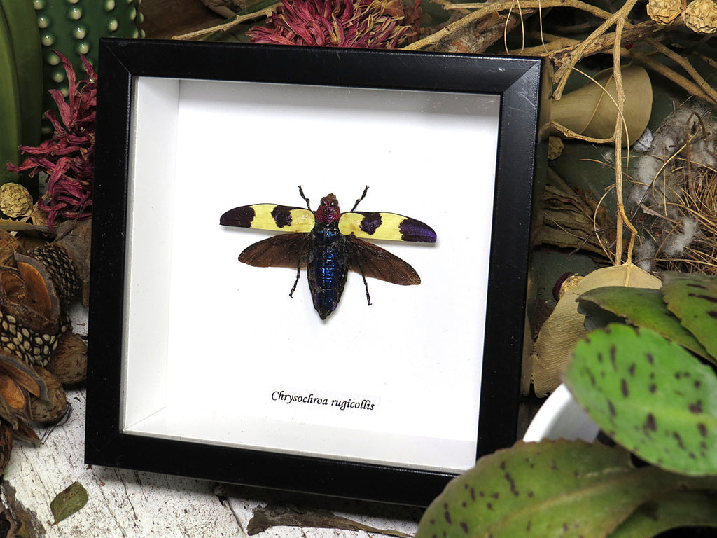 Chrysochroa rugicollis