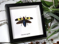 Chrysochroa rugicollis