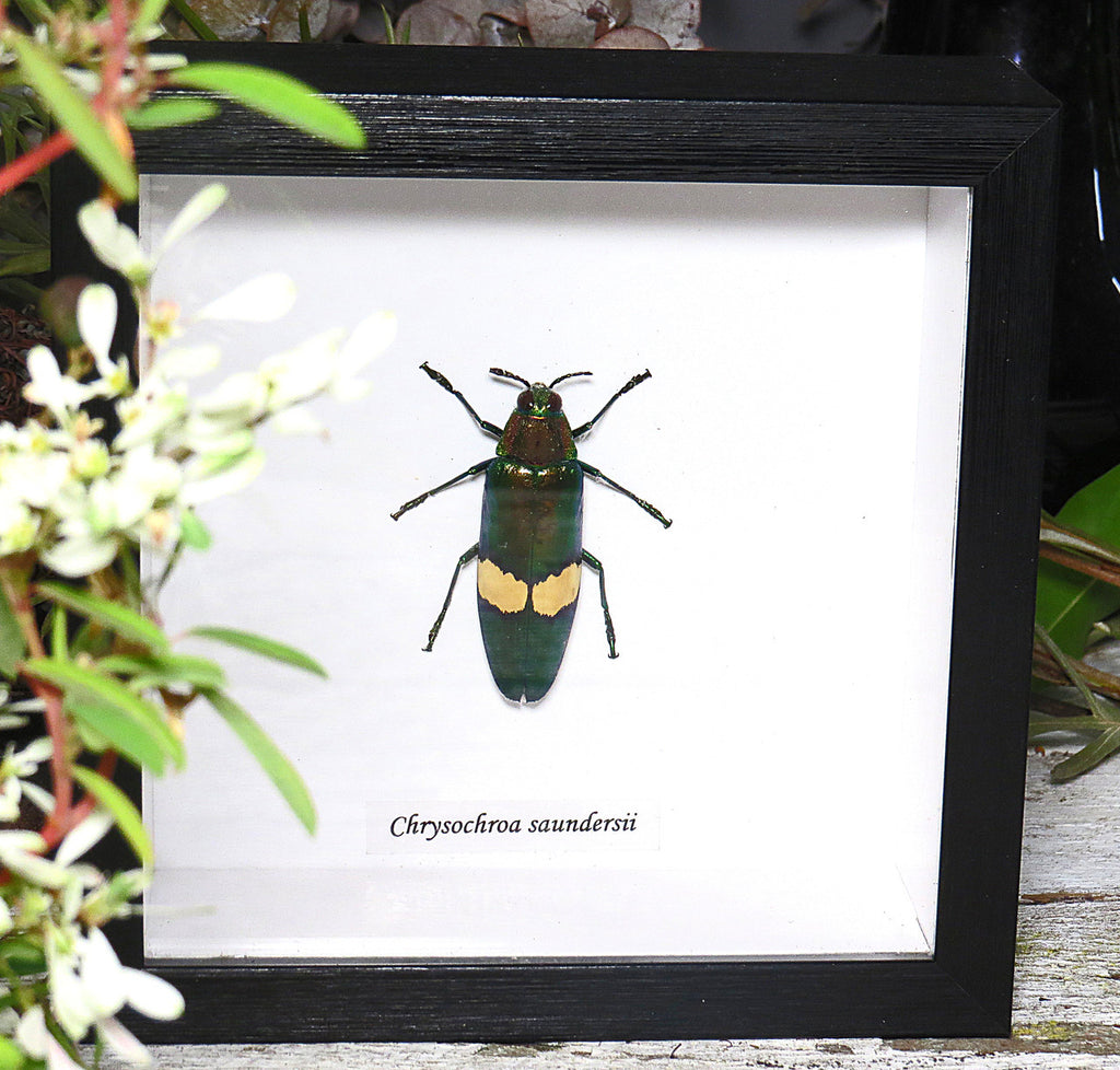 Chrysochroa saundersii 