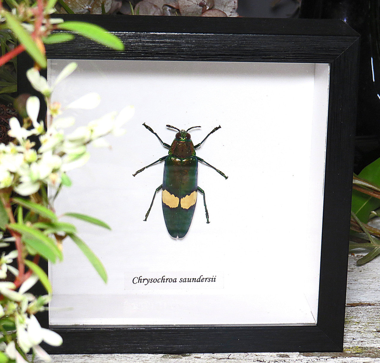 Chrysochroa saundersii 